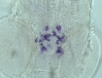 Zebrafish Embryo Datasets